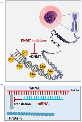 Epigenetic Mechanisms Involved in the Cardiovascular Toxicity of Anticancer Drugs